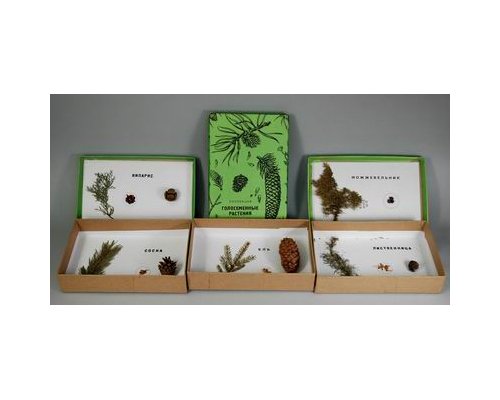 Коллекция "Голосеменных растений"