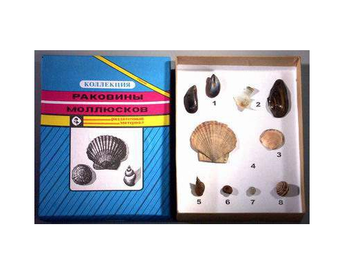 Коллекция "Многообразие раковин моллюсков"