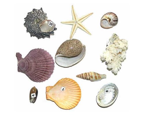 Коллекция "Морское дно"