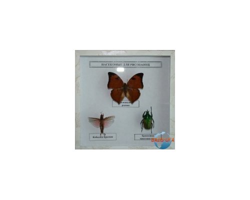 Коллекция "Насекомые для рисования"
