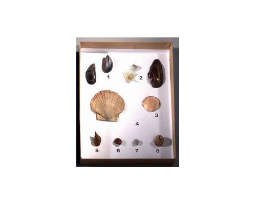 Коллекция "Раковины моллюсков"