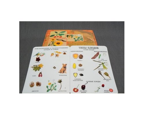 Коллекция "Семена и плоды"