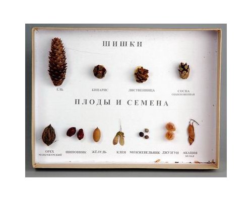 Коллекция "Шишки, плоды, семена деревьев и кустарников"