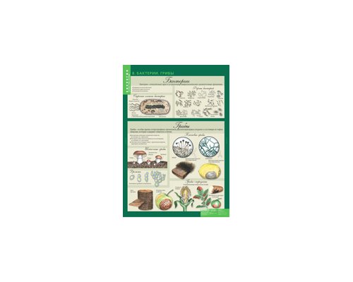 Комплект таблиц "Биология 6 класс Растения, грибы, лишайники" (14 шт.)