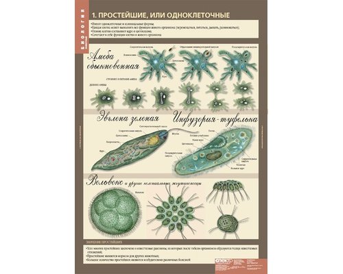 Комплект таблиц "Биология 7 класс Животные" (12 шт.)