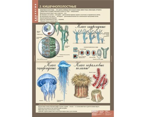 Комплект таблиц "Биология 7 класс Животные" (12 шт.)