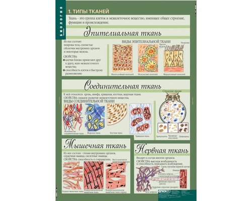 Комплект таблиц "Биология 8-9 класс Человек" (12 шт.)
