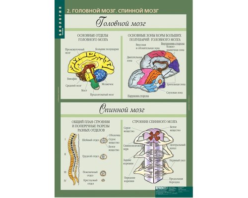 Комплект таблиц "Биология 8-9 класс Человек" (12 шт.)