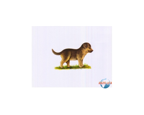 Комплект таблиц "Домашние животные" (15шт. 400х600)