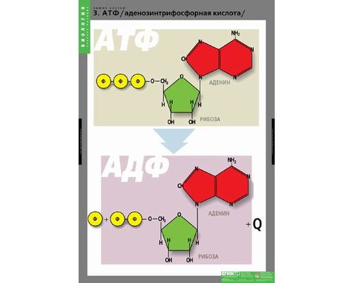 Комплект таблиц "Химия клетки" (3 шт.)