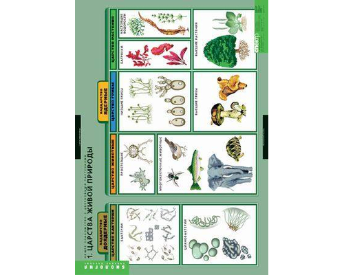 Комплект таблиц "Общее знакомство с цветковыми растениями" (6 шт.)