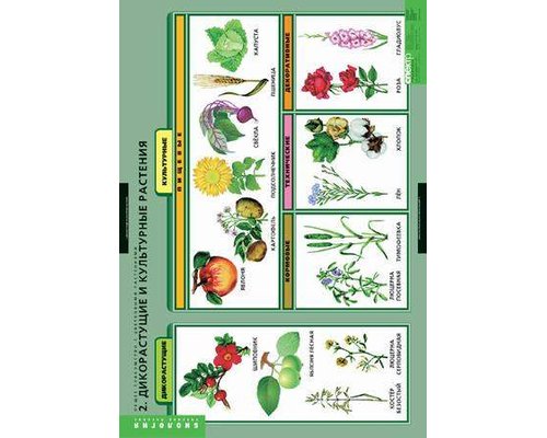 Комплект таблиц "Общее знакомство с цветковыми растениями" (6 шт.)