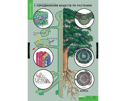 Комплект таблиц "Растения - живой организм" (4 шт.)