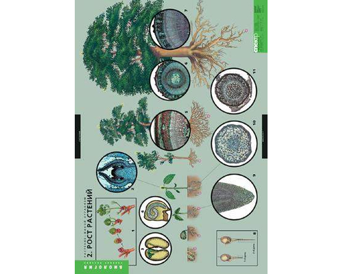 Комплект таблиц "Растения - живой организм" (4 шт.)