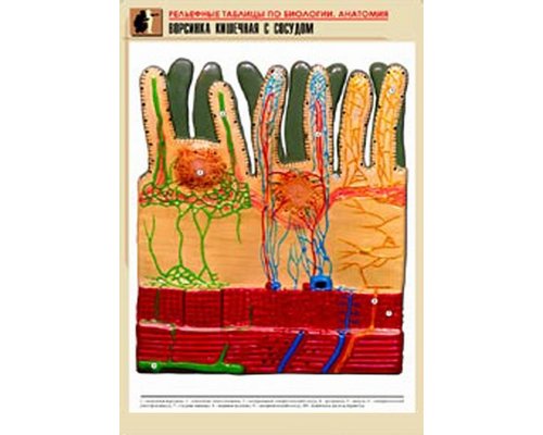 Комплект таблиц "Рельефные таблицы по анатомии" 14 таблиц