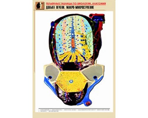 Комплект таблиц "Рельефные таблицы по анатомии" 14 таблиц