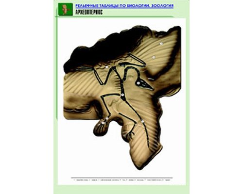 Комплект таблиц "Рельефные таблицы по зоологии"  9 таблиц