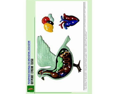 Комплект таблиц "Рельефные таблицы по зоологии"  9 таблиц