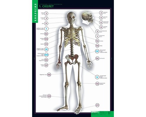 Комплект таблиц "Строение тела человека" (10 шт.+ 80 карточек)