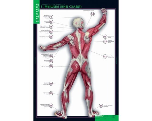 Комплект таблиц "Строение тела человека" (10 шт.+ 80 карточек)
