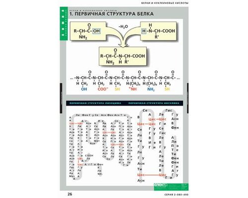 Комплект таблиц. Белки и нуклеиновые кислоты (8 таблиц)