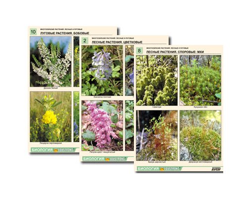 "Многообразие растений и грибов" (4 листа) комплект фолий
