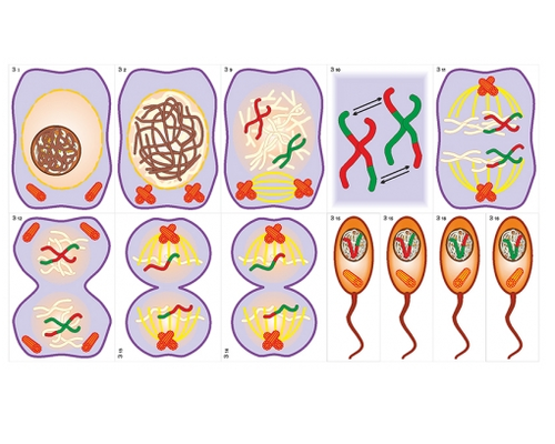 Модель-аппликация Деление клетки. Митоз и мейоз