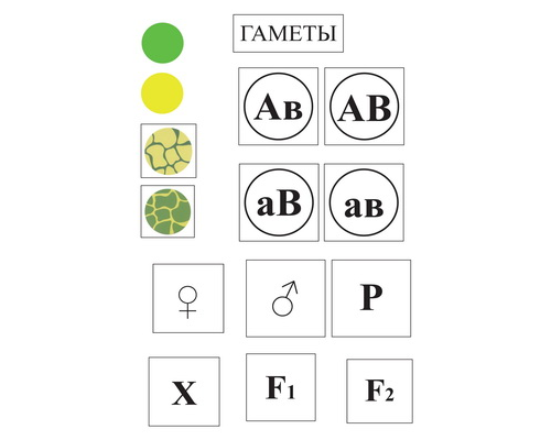 Модель-аппликация Дигибридное скрещивание  и  его цитологические основы