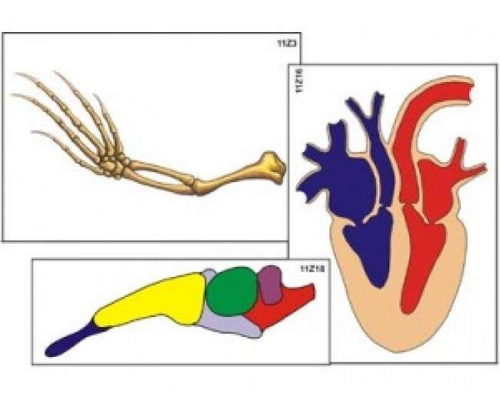 Модель-аппликация "Эволюция систем органов позвоночных животных"