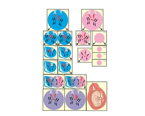 Модель-аппликация Гаметогенез у человека и млекопитающих