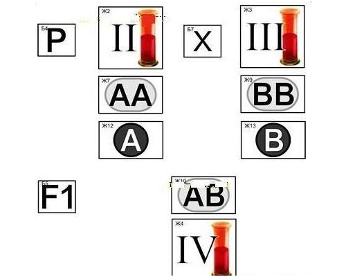 Модель-аппликация "Генетика групп крови"