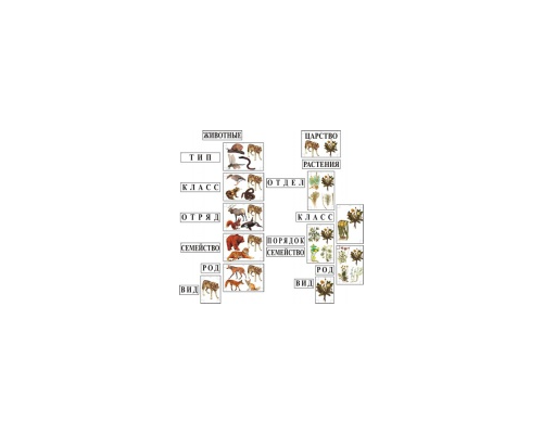 Модель-аппликация Классификация растений и животных