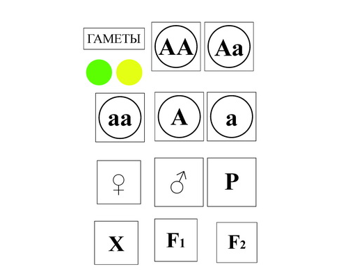 Модель-аппликация Моногибридное скрещивание и  его цитологические основы