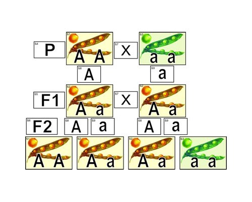 Модель-аппликация "Моногибридное скрещивание"