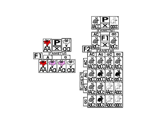 Модель-аппликация Неполное доминирование и взаимодействие генов