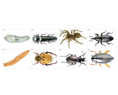 Модель-аппликация Основные направления эволюции