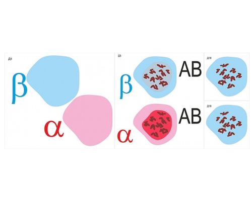 Модель-аппликация Переливание крови. Определение  группы крови (двухслойная)