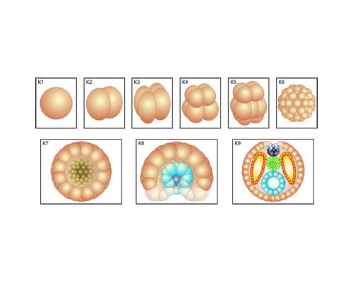 Модель-аппликация Размножение и развитие хордовых