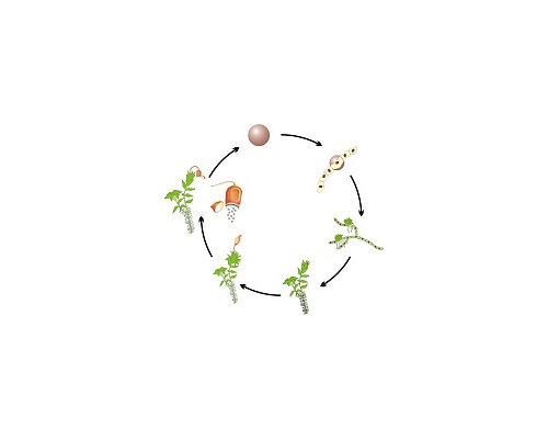 Модель-аппликация Размножение мха