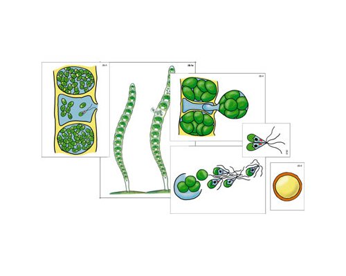 Модель-аппликация Размножение многоклеточной водоросли