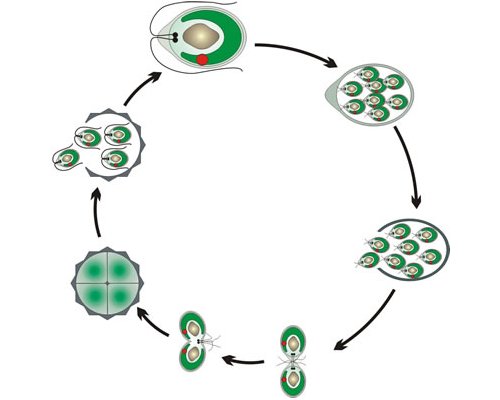 Модель-аппликация Размножение одноклеточной водоросли