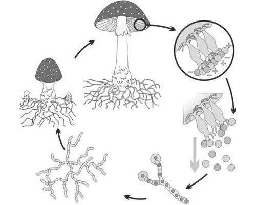 Модель-аппликация Размножение шляпочного гриба