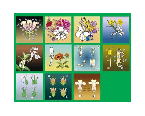 Модель-аппликация Строение цветка