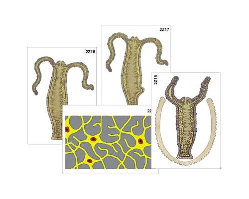 Модель-аппликация Строение и цикл развития гидры