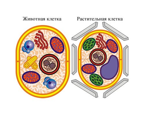 Модель-аппликация "Строение клетки"