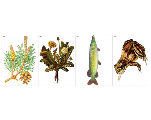 Модель-аппликация Типичные биоценозы