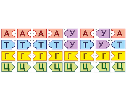 Модель-аппликация Удвоение ДНК и транскрипция РНК