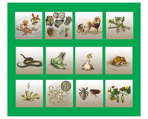 Модель-аппликация Взаимодействие в природных сообществах