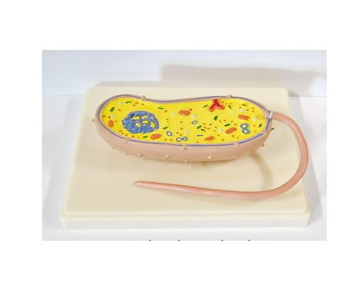 Модель "Бактерия"