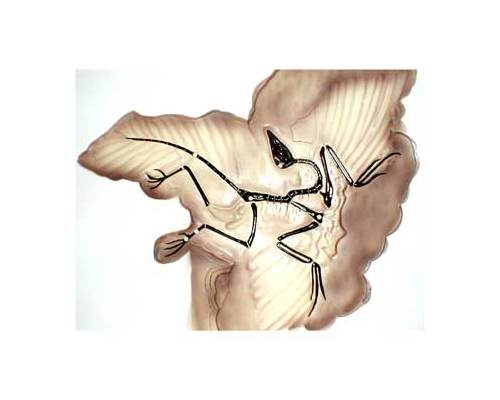 Модель барельефная "Археоптерикс"